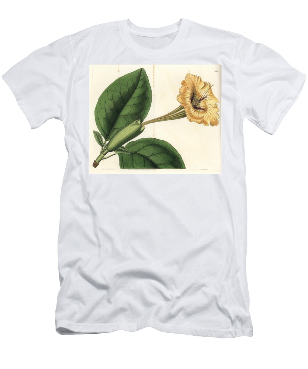 Trumpet Liana or Cup of Gold Chalice Vine or Spotted Flowered Solandra Solandra Guttata Sydenham Teast Edwards T-Shirt