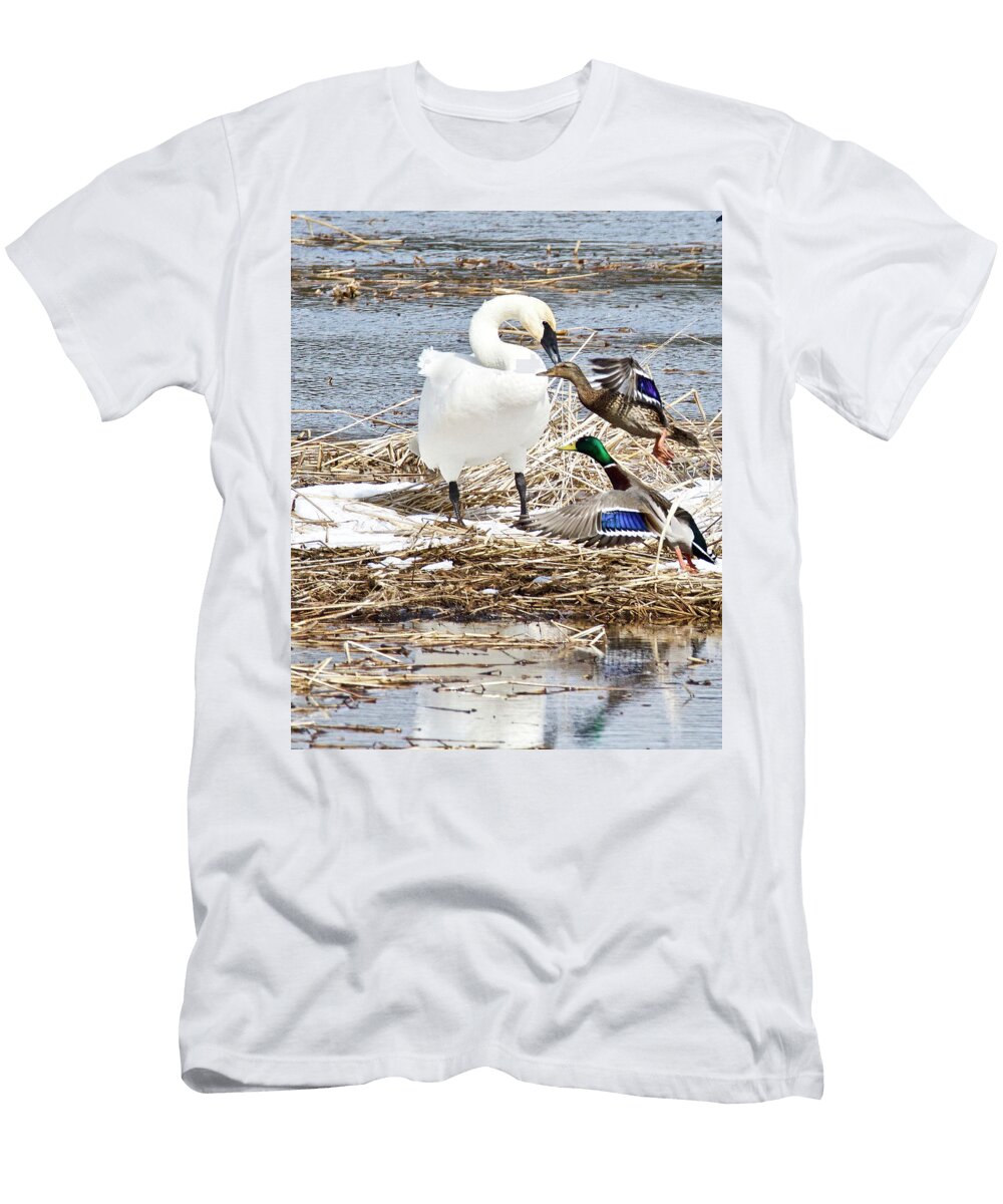 Trumpter Swan and Mallards 0765 Michael Peychich T-Shirt