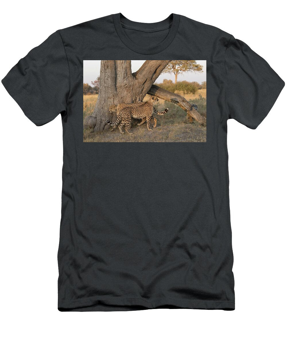 Two Cheetah Brothers Marking Tree Trunk Linyanti Chobe Kristel Richard Natureplcom T-Shirt