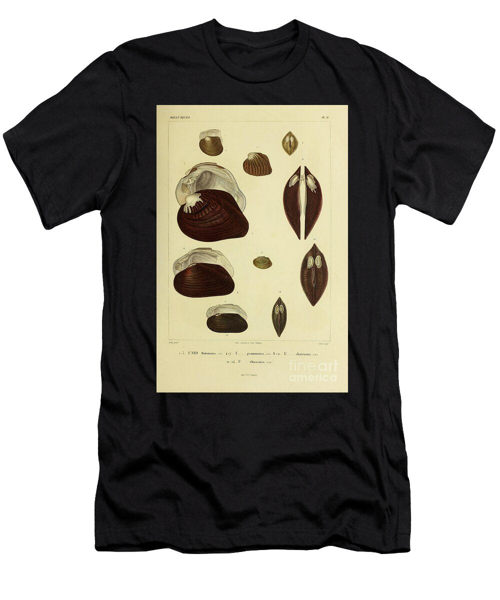Unio Bivalve Freshwater Mussels B1 Historic Illustrations T-Shirt