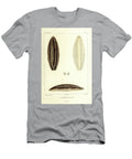 Vaginula Solea B1 Historic Illustrations T-Shirt