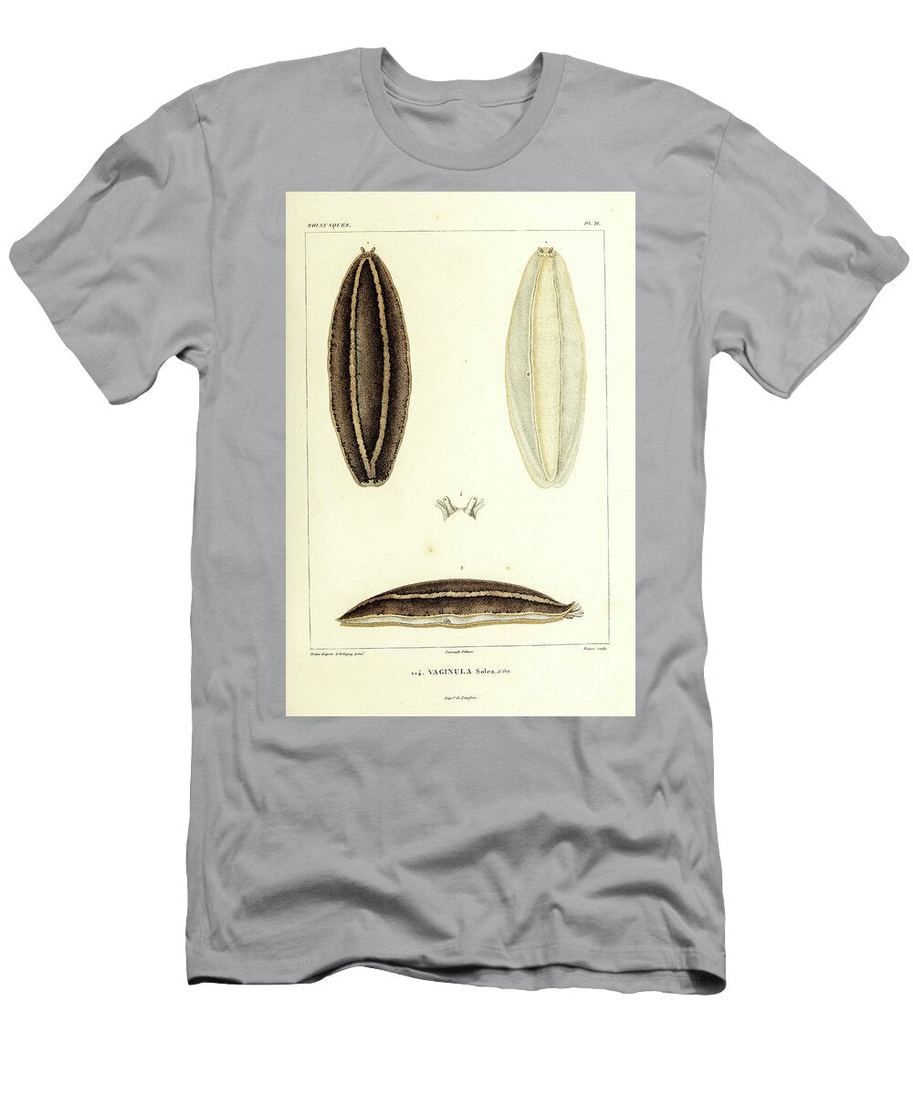 Vaginula Solea B1 Historic Illustrations T-Shirt