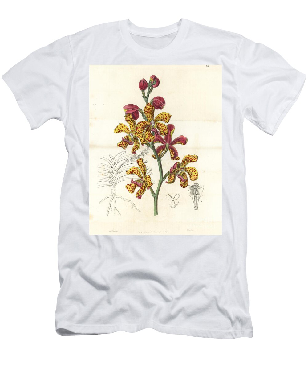 Vandopsis Lissochiloides Orchid Crimson and Yellow Vanda Vanda Batemanni European School T-Shirt