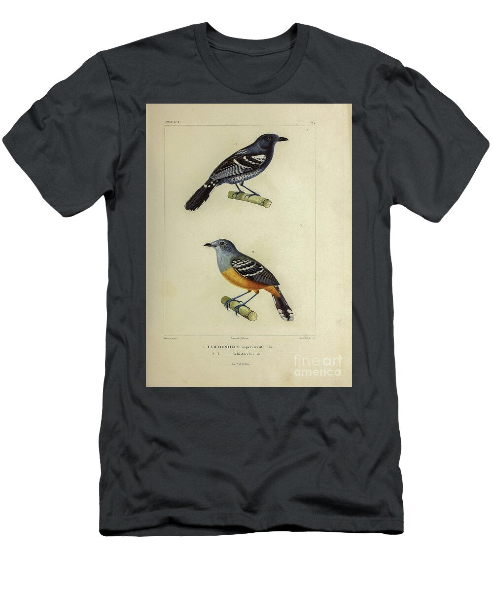 Variable and Plain Winged Antshrike 1835 U1 Historic Illustrations T-Shirt