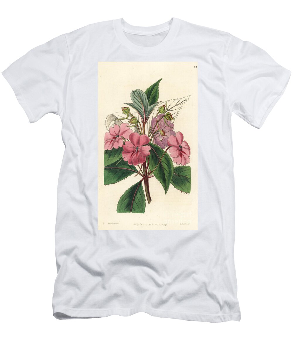 Variete Dimpatiens Asian Broad Petaled Balsam Impatiens Platypetala European School T-Shirt
