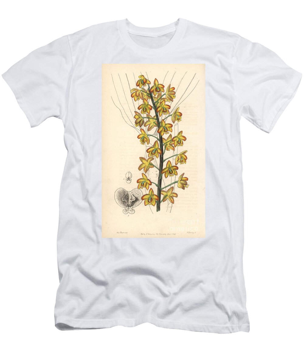 Variete Dorchidee Eripsis Two Lobed Eriops Eriopsis Biloba European School T-Shirt