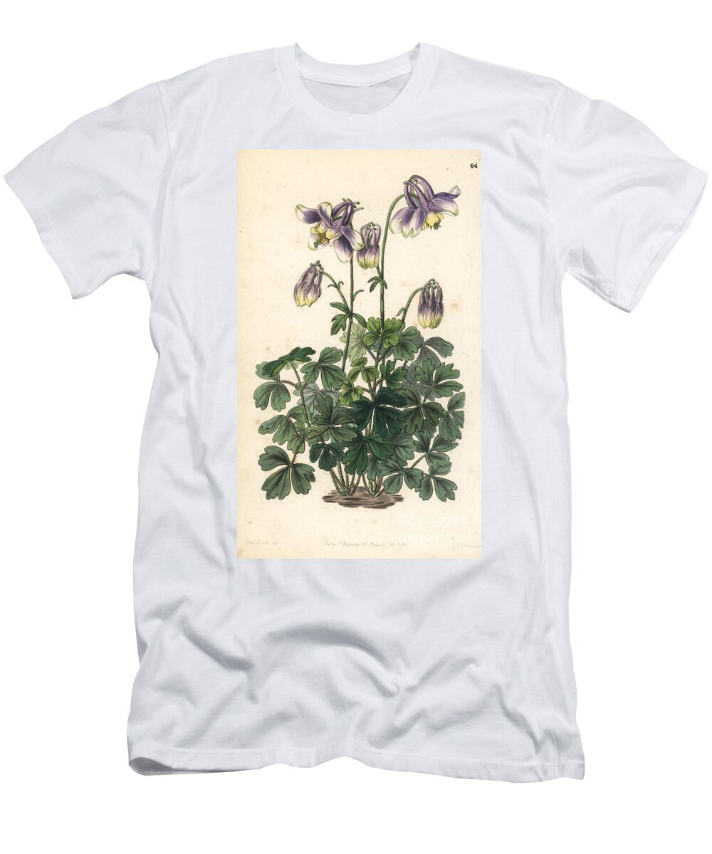 Variete of Ancolia Slender Horned Columbine Aquilegia Leptoceras European School T-Shirt