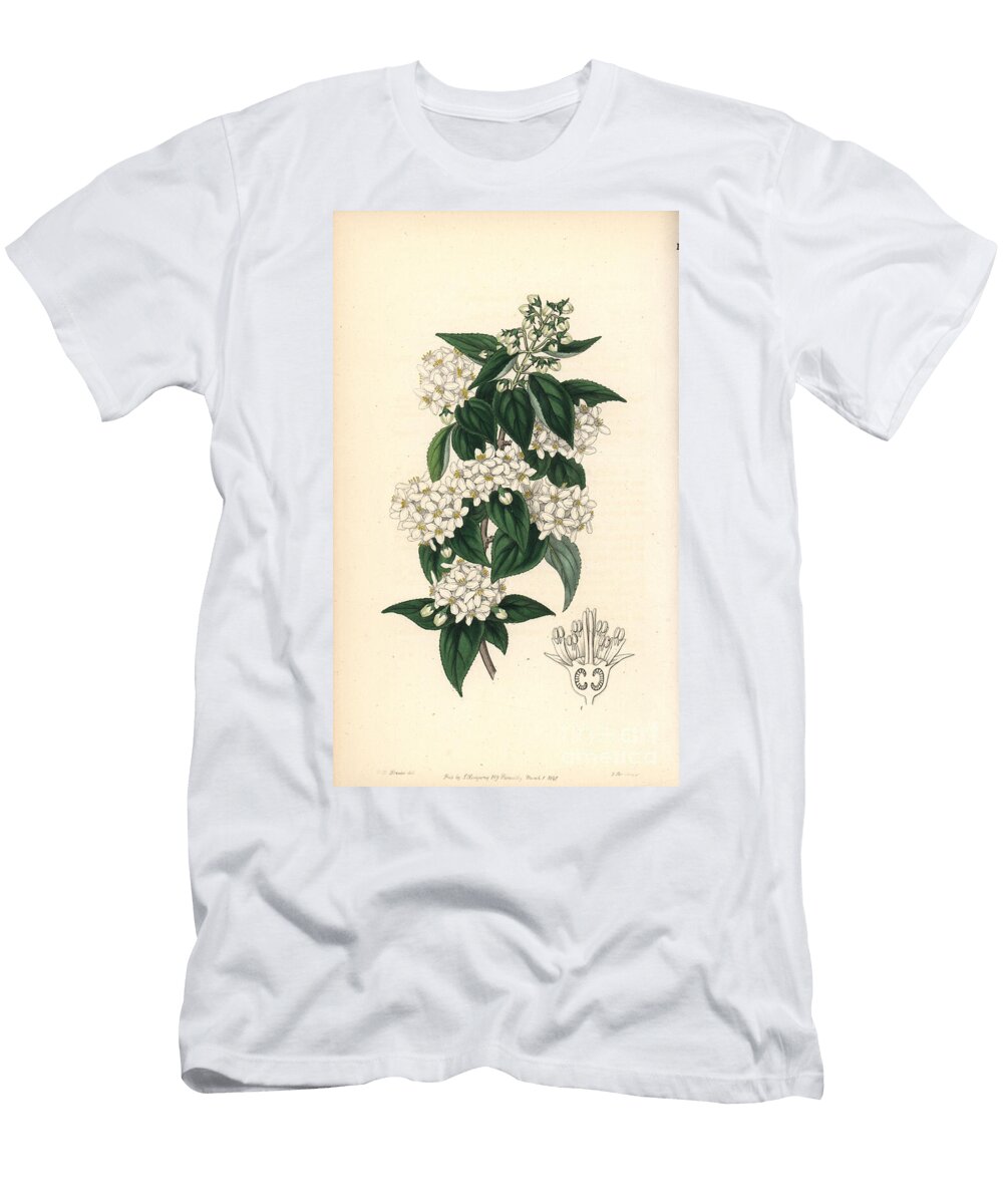 Variete of Deutzie Broad Stemmed Deutzia Deutzia Staminea European School T-Shirt