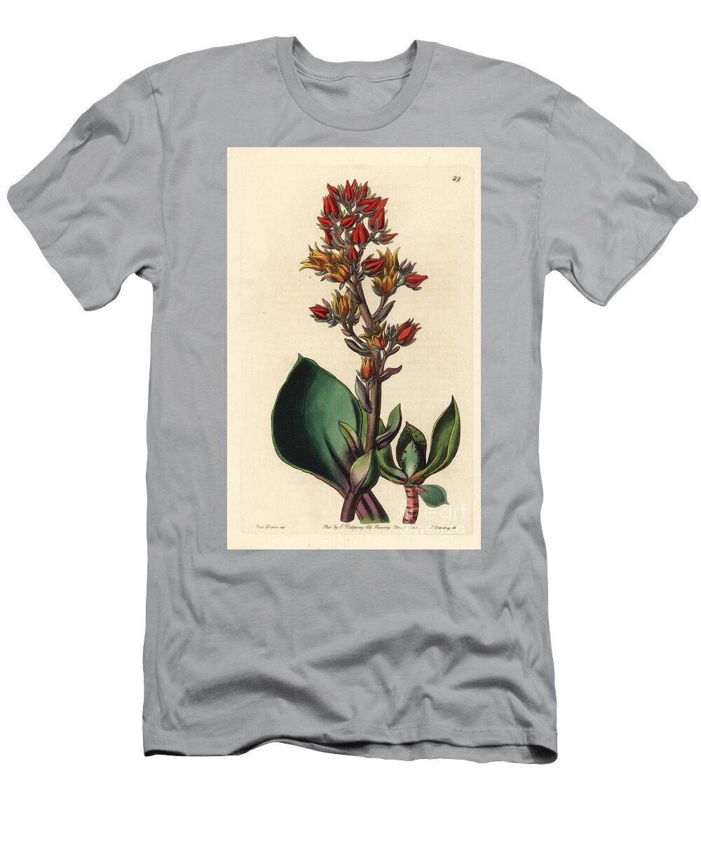 Variete of Echeveria Succulent Plant of America Sharp Leaved Echeveria Echeveria Acutifolia European School T-Shirt