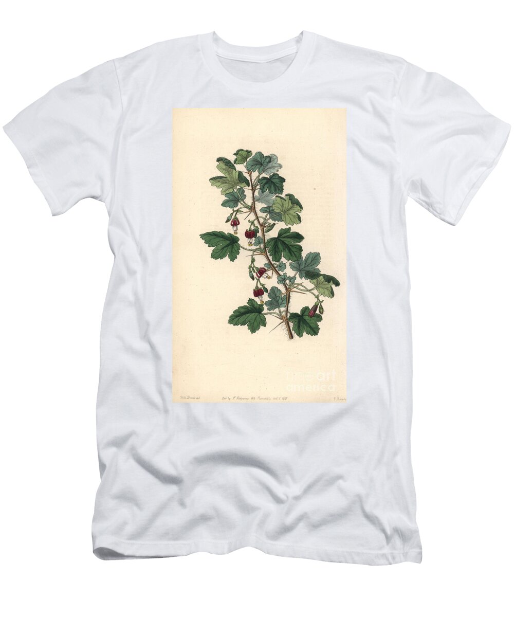 Variete of Gooseberry Canyon or Menzies Gooseberry Ribes Menziesii European School T-Shirt