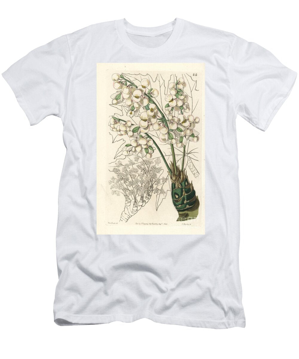 Variete of Horticultural Begonia Thick Stemmed Begonia Begonia Crassicaulis European School T-Shirt