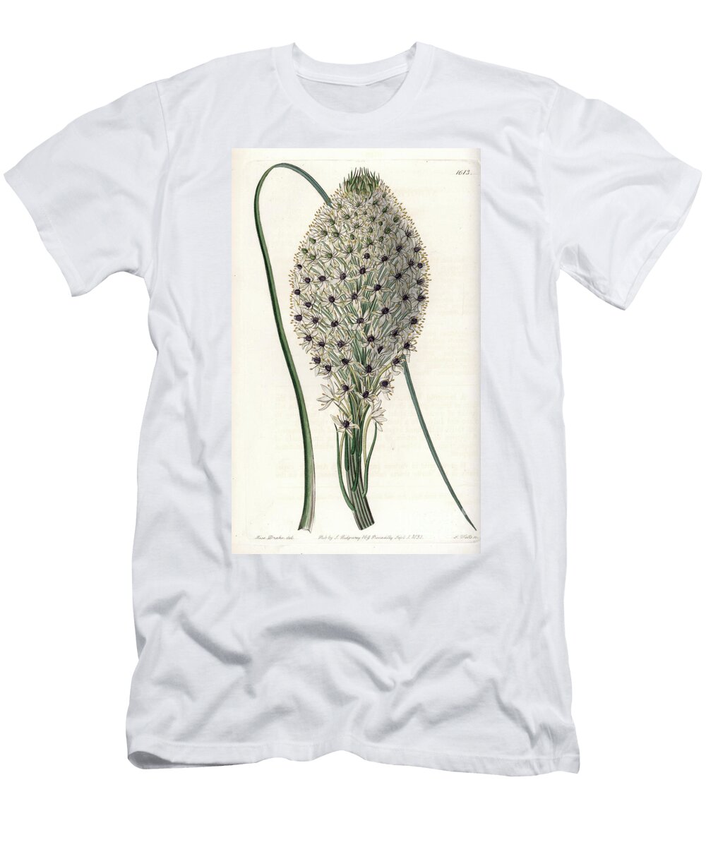Variete of Liliacee Helonias Asphodeloides Sydenham Teast Edwards T-Shirt