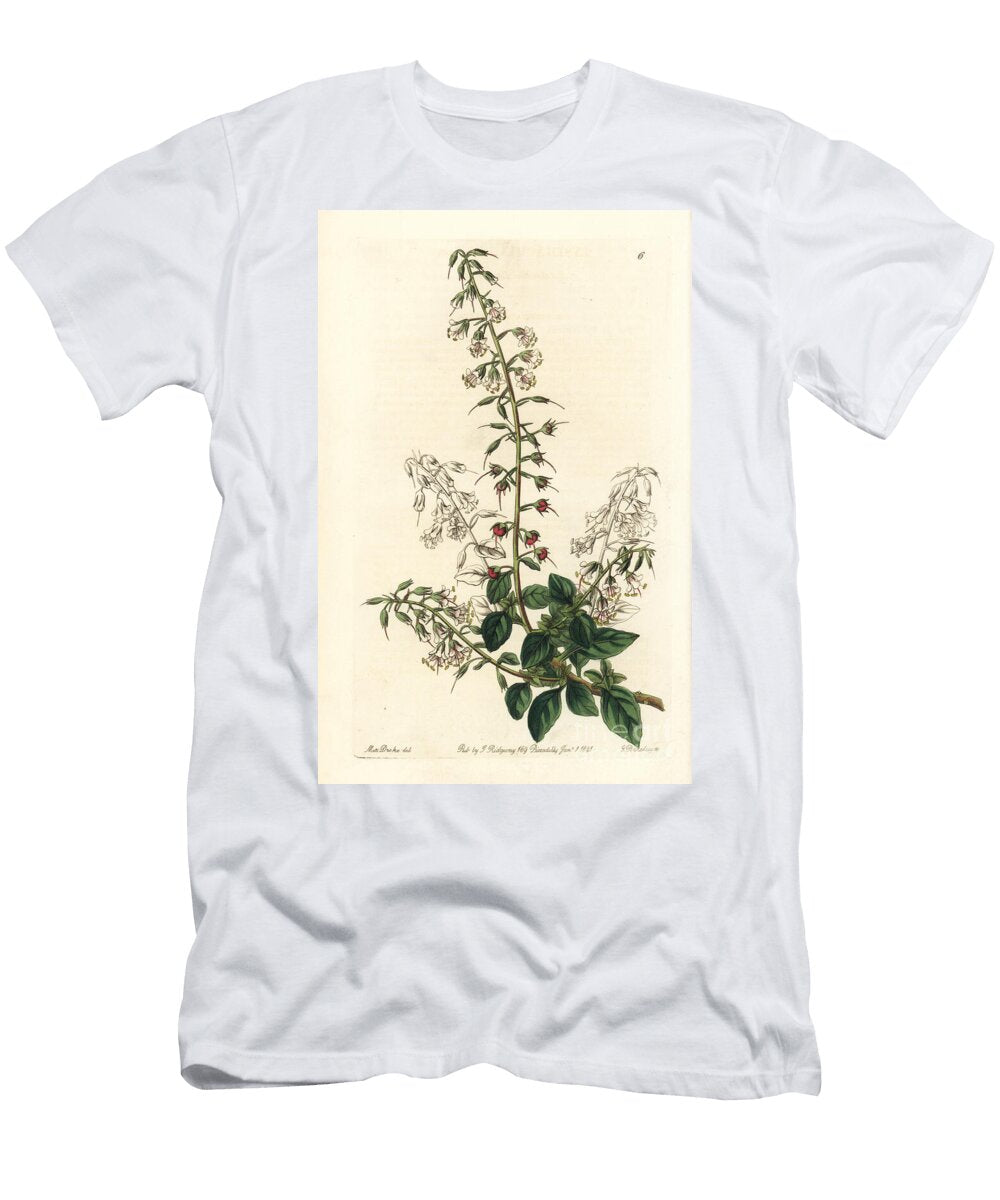 Variete of Lysimac Lobelia Like Loose Strife Lysimachia Lobelioides European School T-Shirt