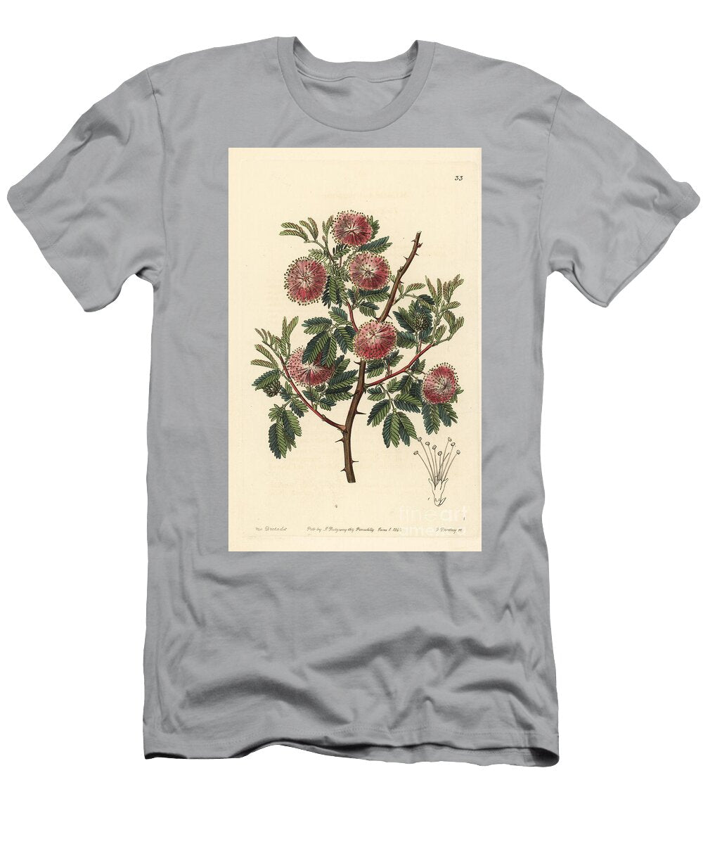 Variete of Mimosa Uruguay Mimosa Mimosa Uruguensis European School T-Shirt