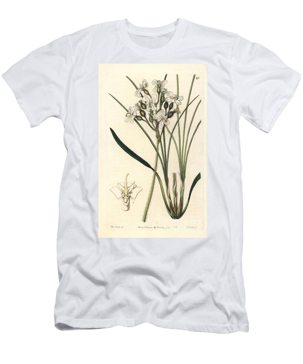 Variete of Stylidium Carnivorous Plant Silky Triggerplant Hairy Stylewort Stylidium Pilosum European School T-Shirt