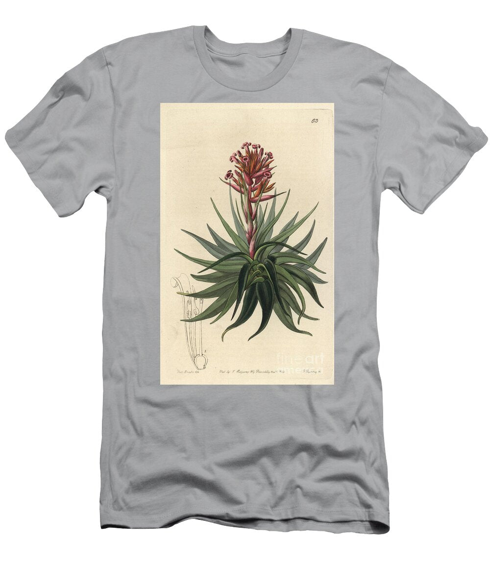 Variete of Tillandsia or Air Girl or Old Fashioned Beard Tillandsia Geminiflora Airplant Madder Coloured Tillandsia Tillandsia Rubida European School T-Shirt