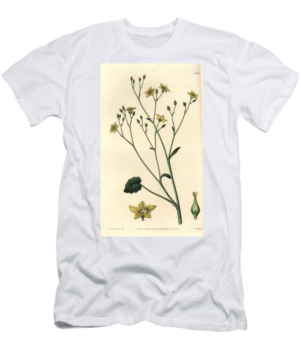 Variete of Villarsia Endemic to Australia Ornduffia Reniformis Kidney Leaved Villarsia Villarsia Reniformis Sydenham Teast Edwards T-Shirt