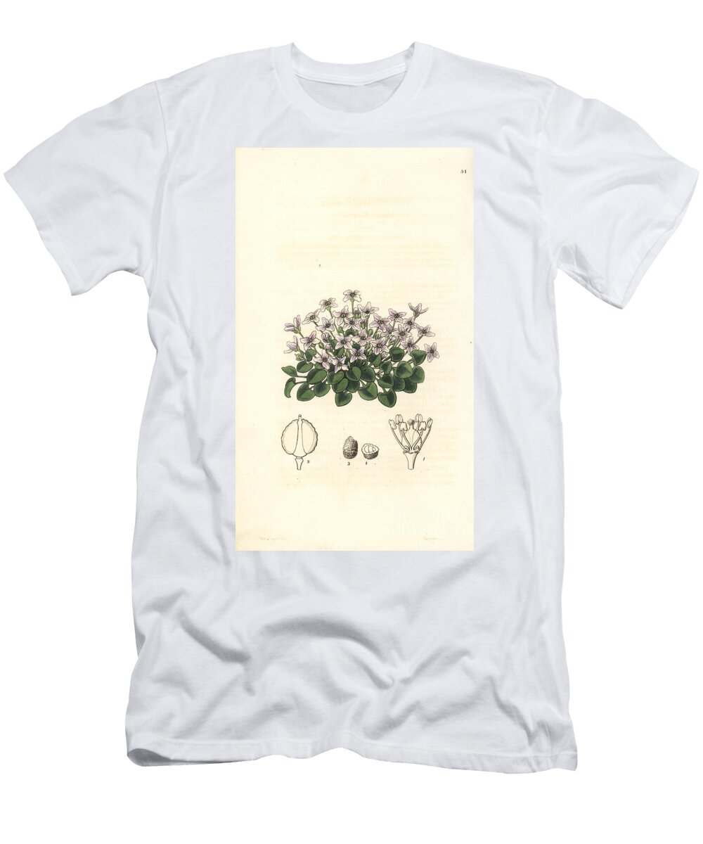 Variety of Cochleariae or Creansons Violet Cress Cochlearia Acaulis Stemless Violet Cress Ionopsidium Acaule European School T-Shirt