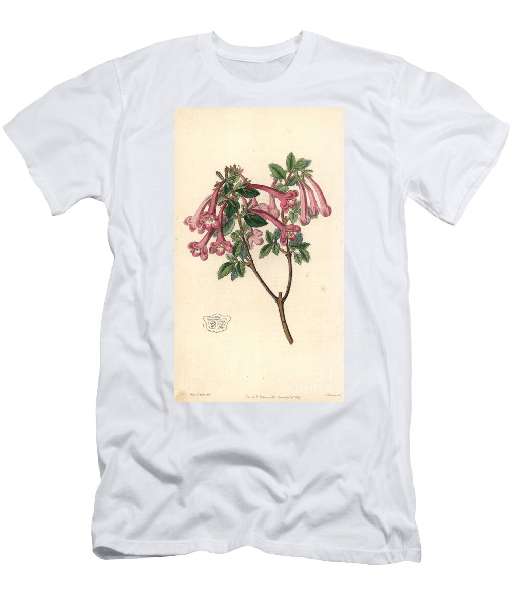 Vesalea Floribunda Florid Abelia Abelia Floribunda European School T-Shirt
