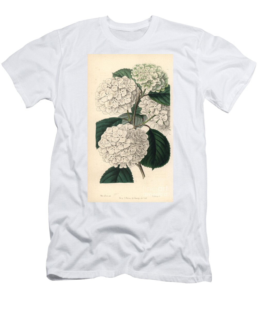 Viorne De Chine Japanese Snowball Bush or Crimped Gueldres Rose Viburnum Plicatum European School T-Shirt
