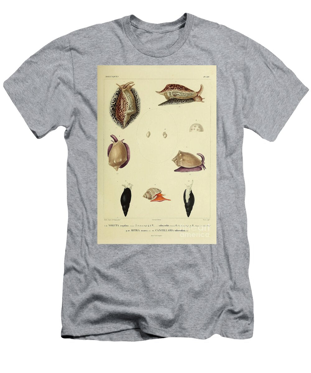 Voluta Mitra and Cancellaria B1 Historic Illustrations T-Shirt