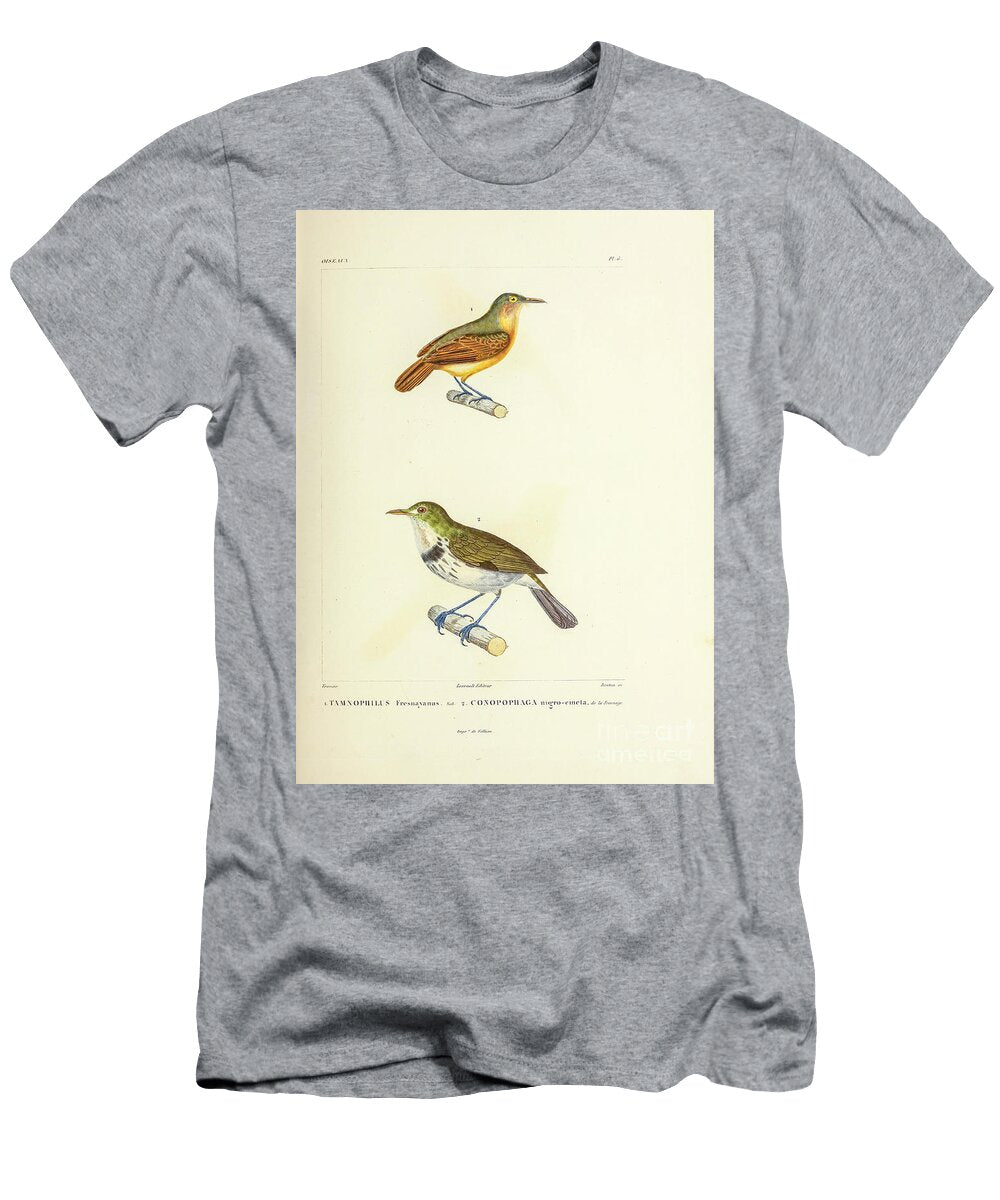 White Flanked Antwren 1835 U1 Historic Illustrations T-Shirt