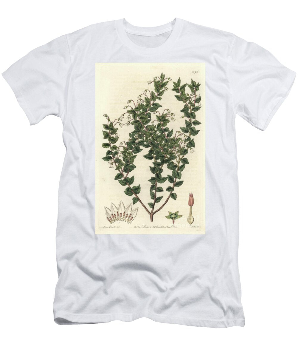 White Flowered Mucronee or Pernettya Gaultherie S Sydenham Teast Edwards T-Shirt