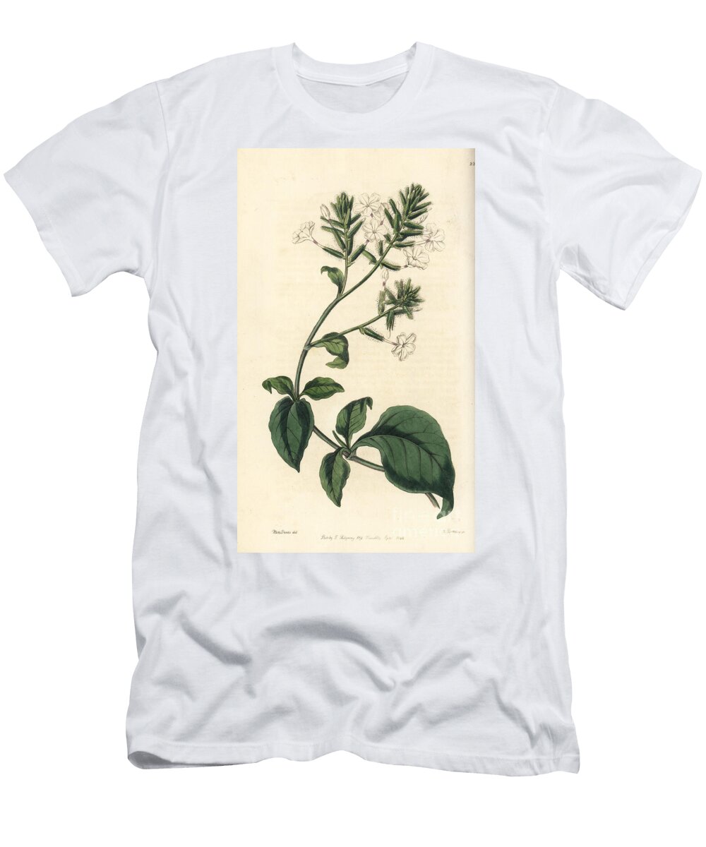 White Flowered Periwinkle or Plumbago De Ceylon Leadwort or Doctorbush Plumbago Zeylanica European School T-Shirt