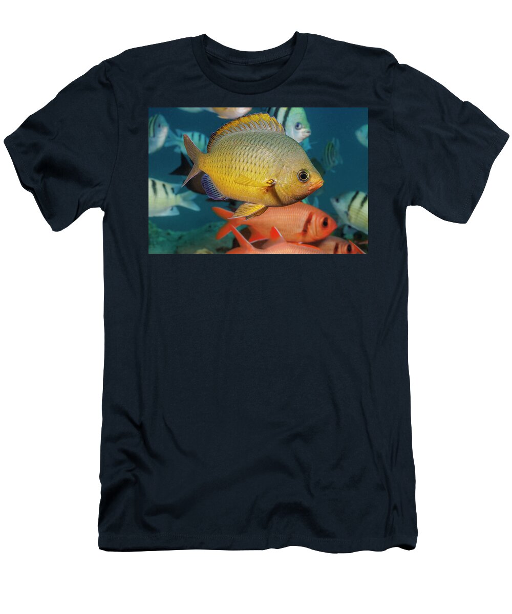 White Tail Chromis Swimming Amongst Shoal of Indo Pacific David Fleetham Natureplcom T-Shirt