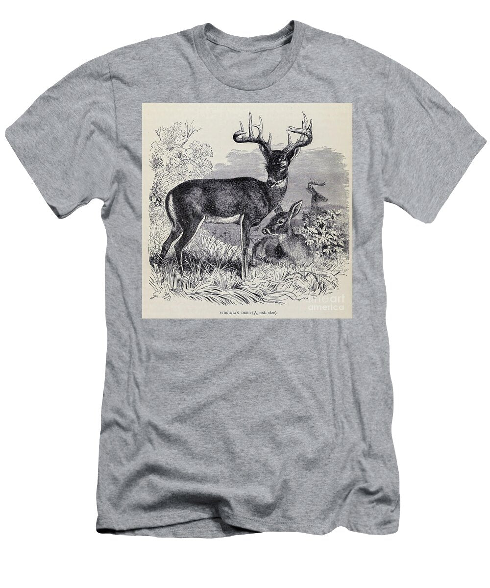 White Tailed Deer Odocoileus Virginianus M4 Historic Illustrations T-Shirt