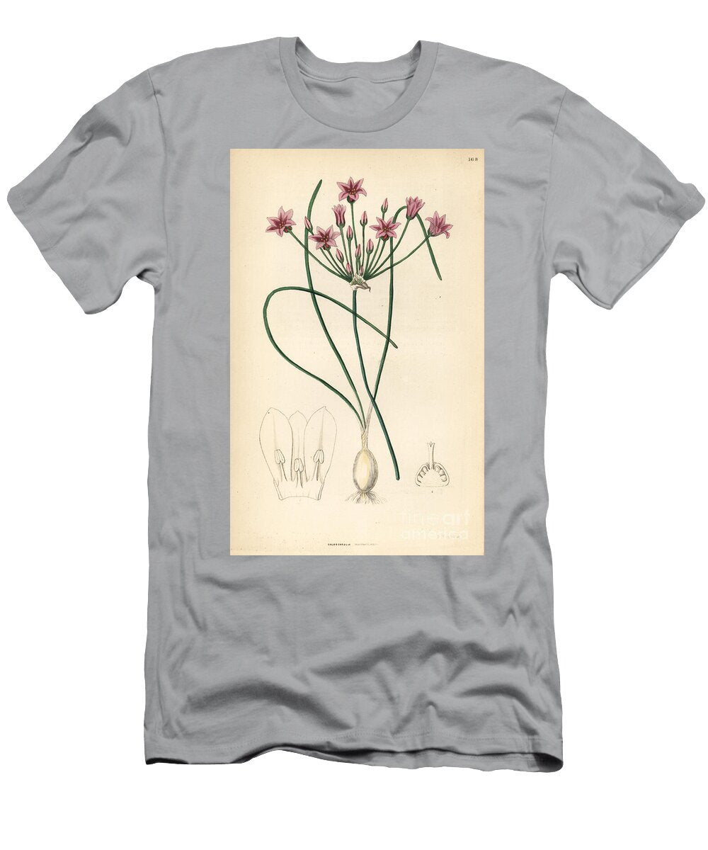 Wild Onion Allium Neriniflorum Nerine Flowered Caloscord Caloscordum Nerineflorum European School T-Shirt