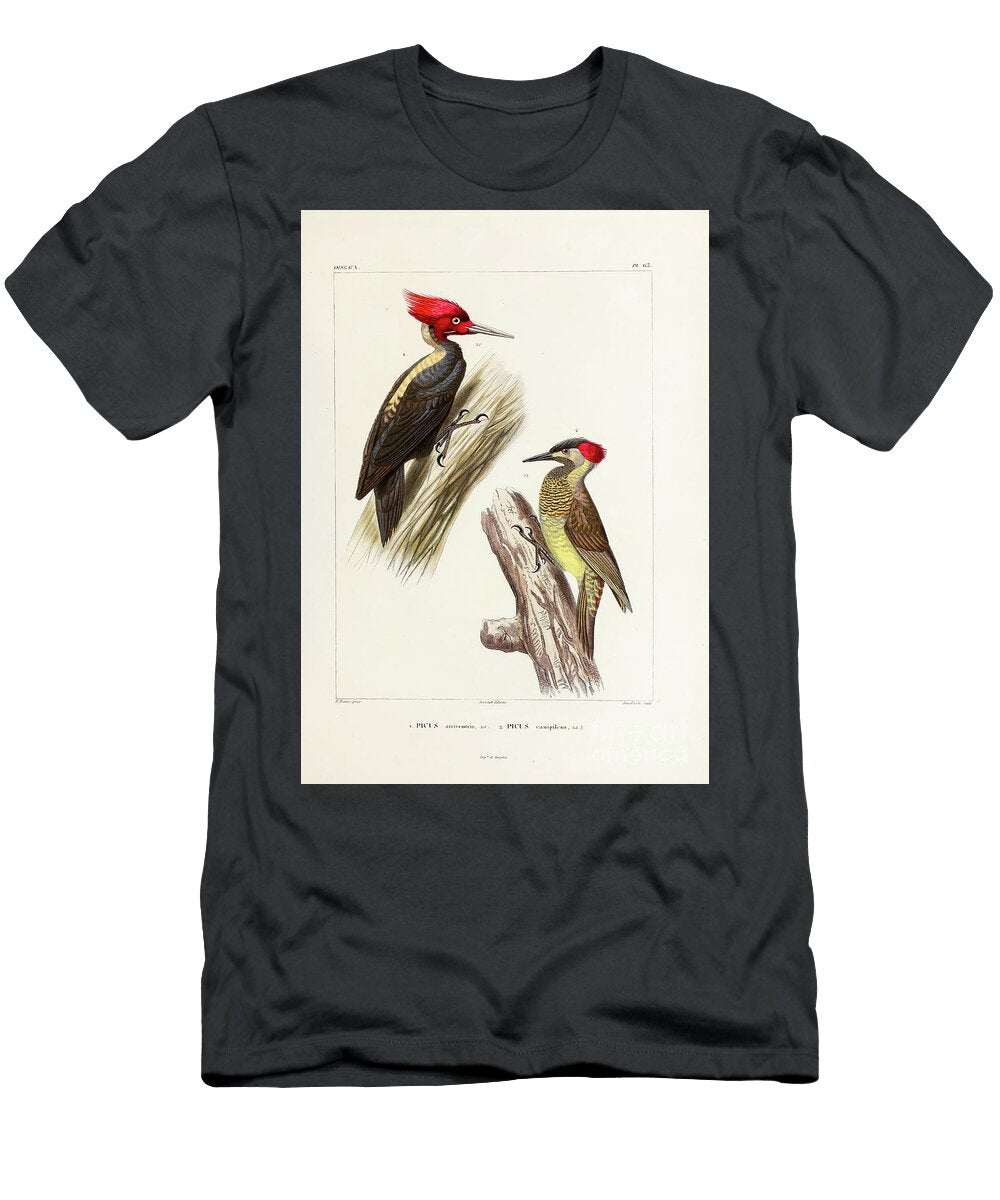 Woodpecker Birds of South America 1835 U1 Historic Illustrations T-Shirt