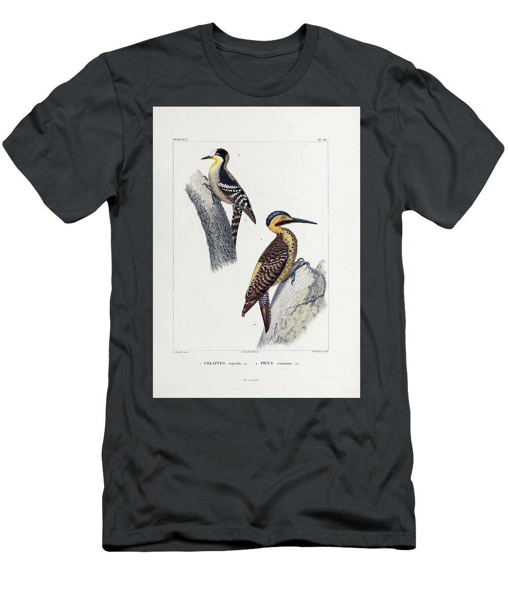 Woodpecker South America 1835 U2 Historic Illustrations T-Shirt