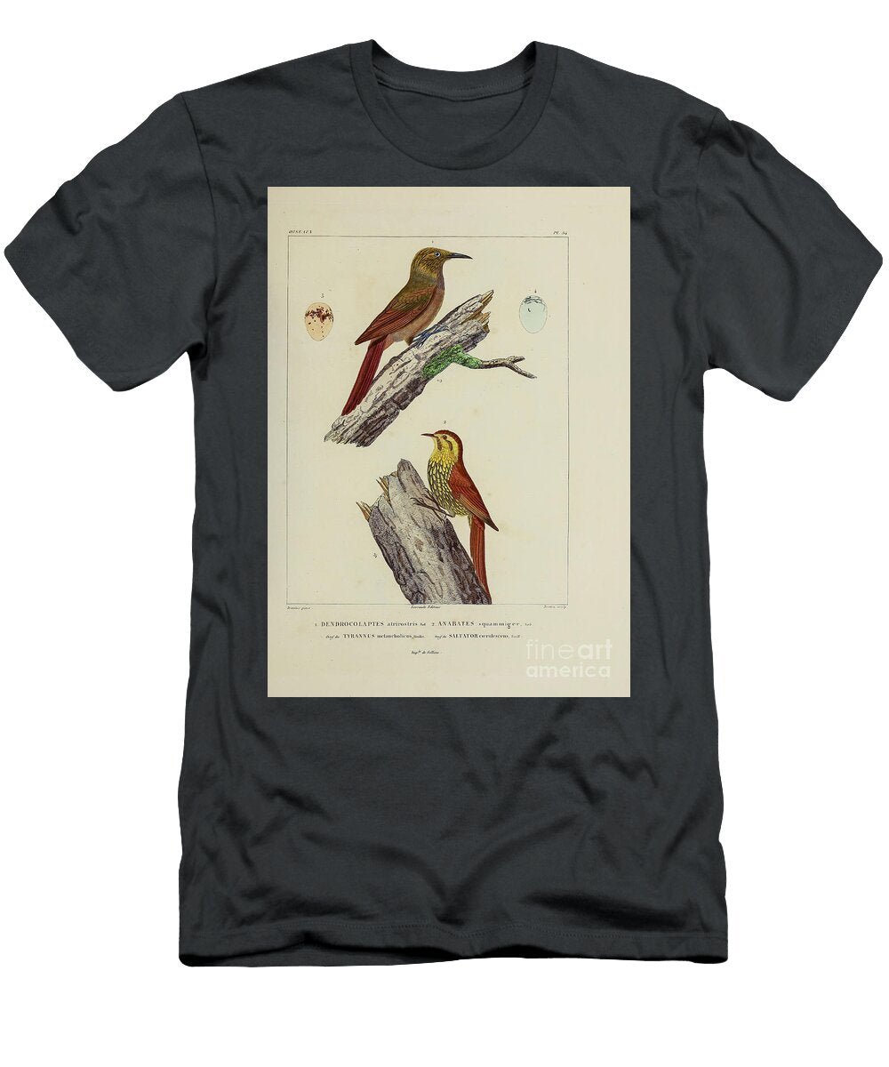 Woodpeckers of South America 1835 U1 Historic Illustrations T-Shirt