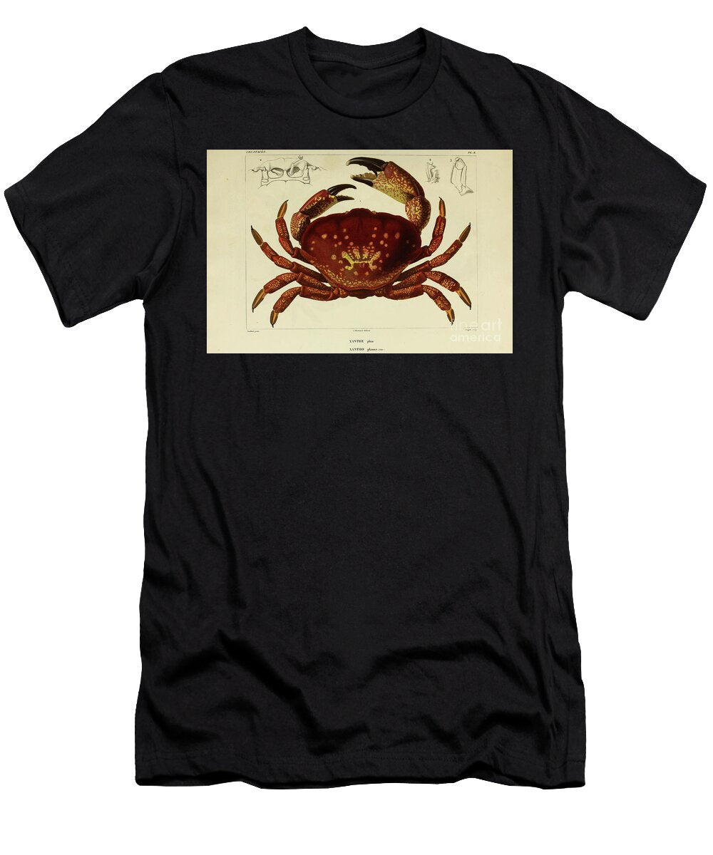 Xanthe or Xantho B1 Historic Illustrations T-Shirt
