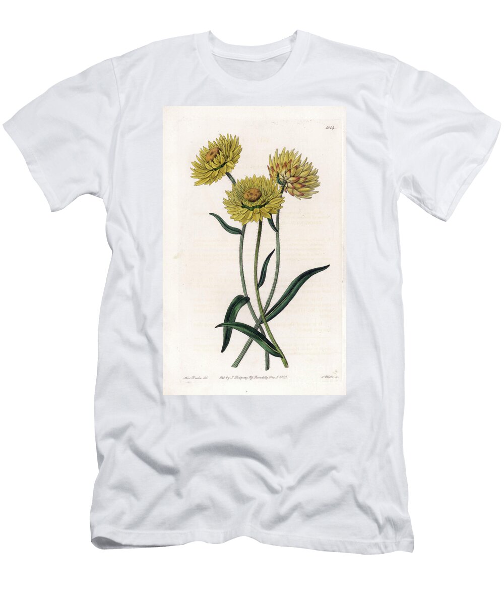 Xerochrysum Variete Endemic in Australia Sydenham Teast Edwards T-Shirt