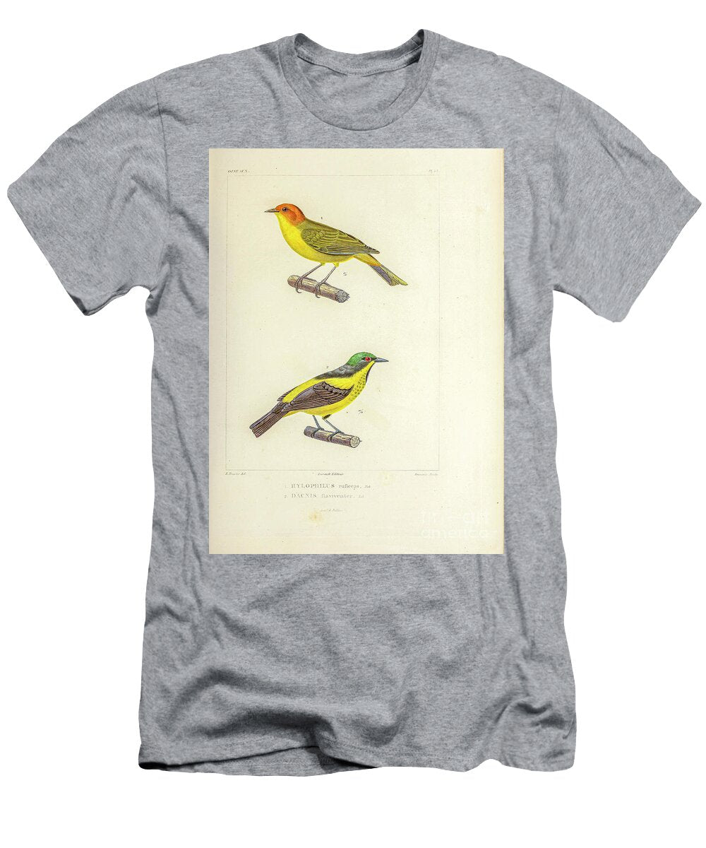Yellow Bellied Dacnis U1 Historic Illustrations T-Shirt