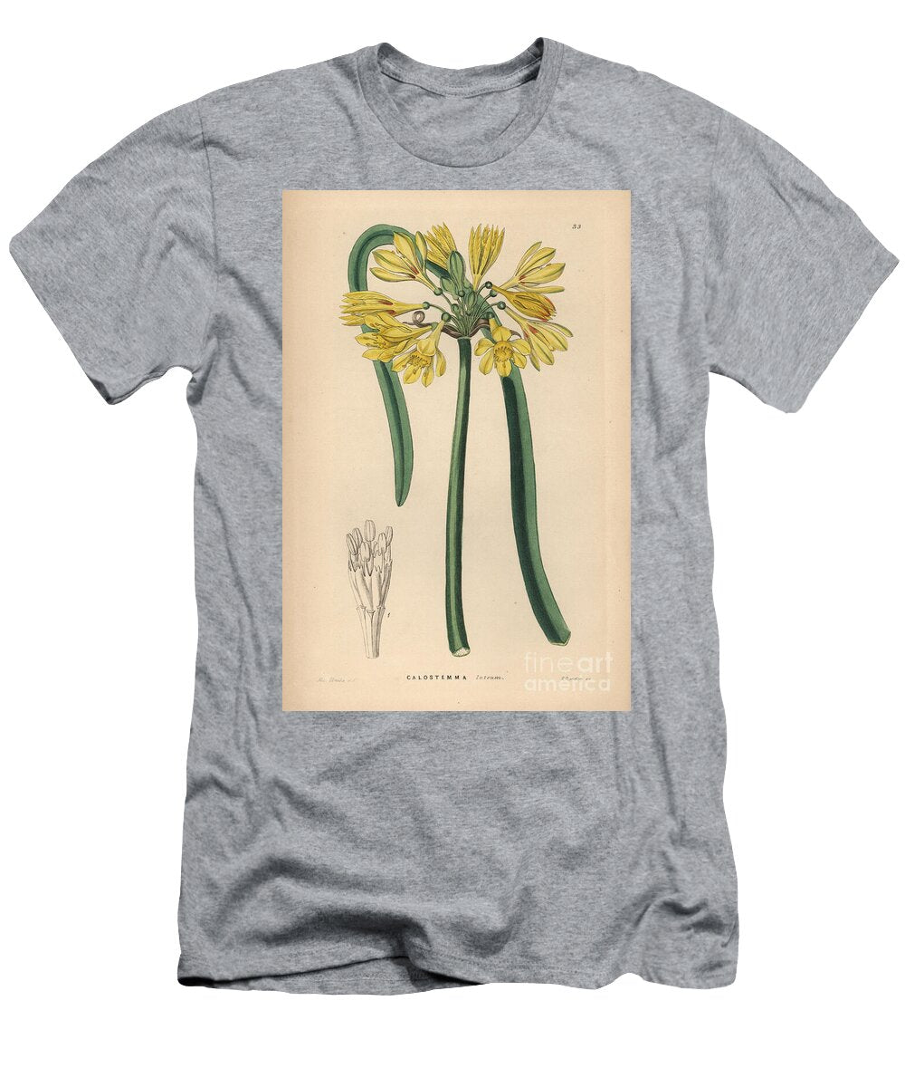 Yellow Callosteme Yellow Calostemma Calostemma Luteum European School T-Shirt