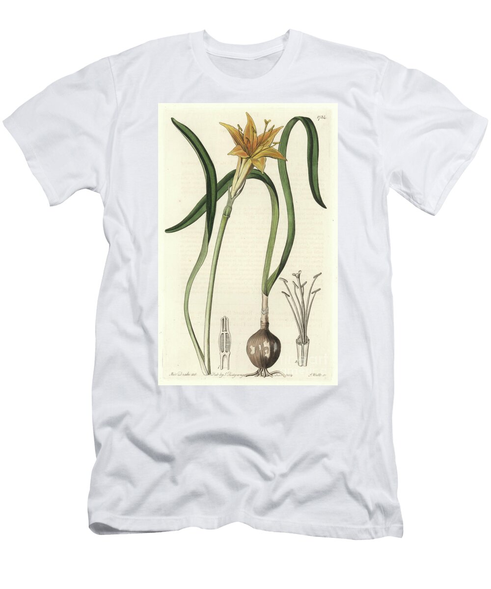 Yellow Pyrolirion Amaryllis Arvensis Native to Peru Sydenham Teast Edwards T-Shirt