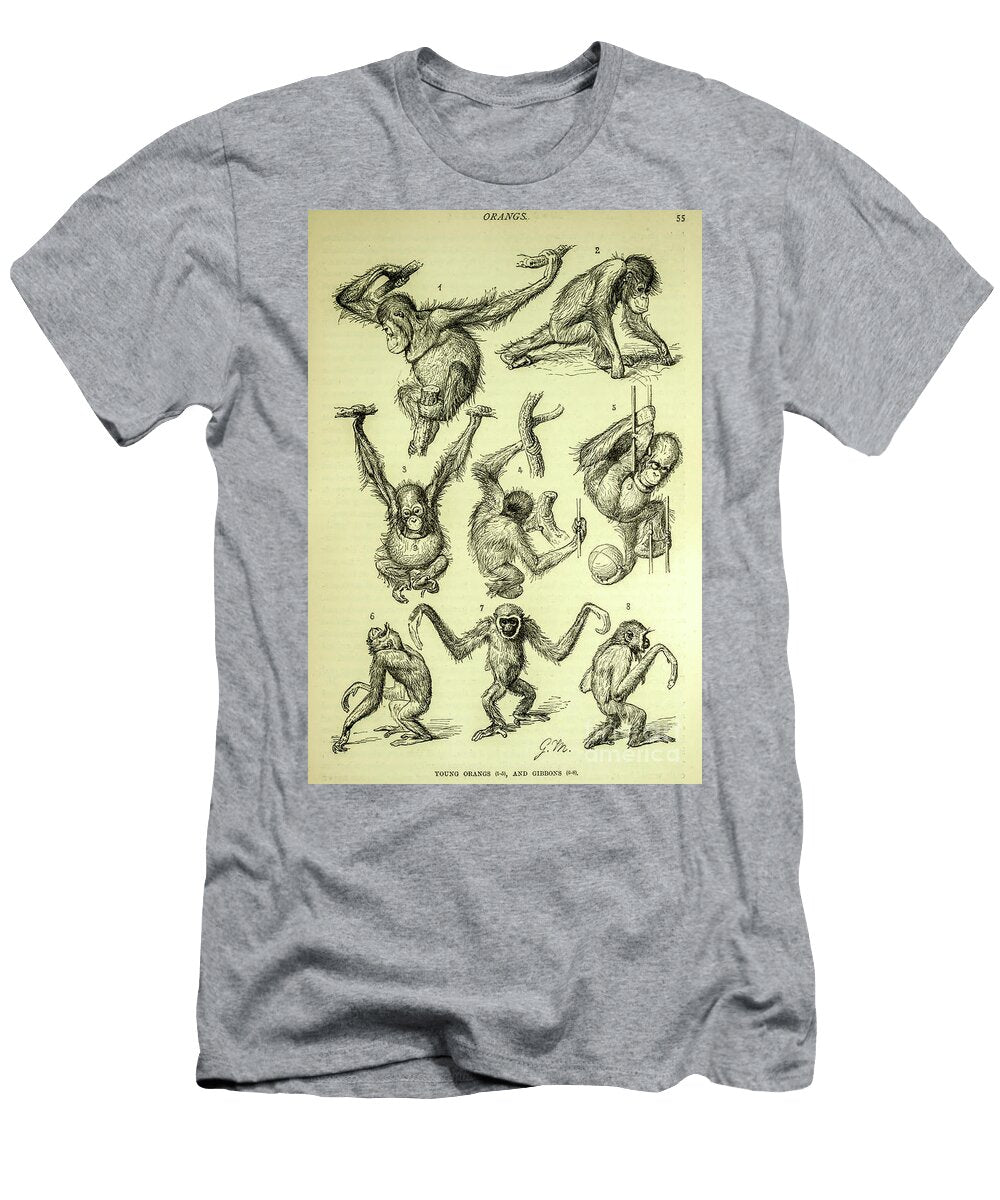 Young Orangs and Gibbons L1 Historic Illustrations T-Shirt