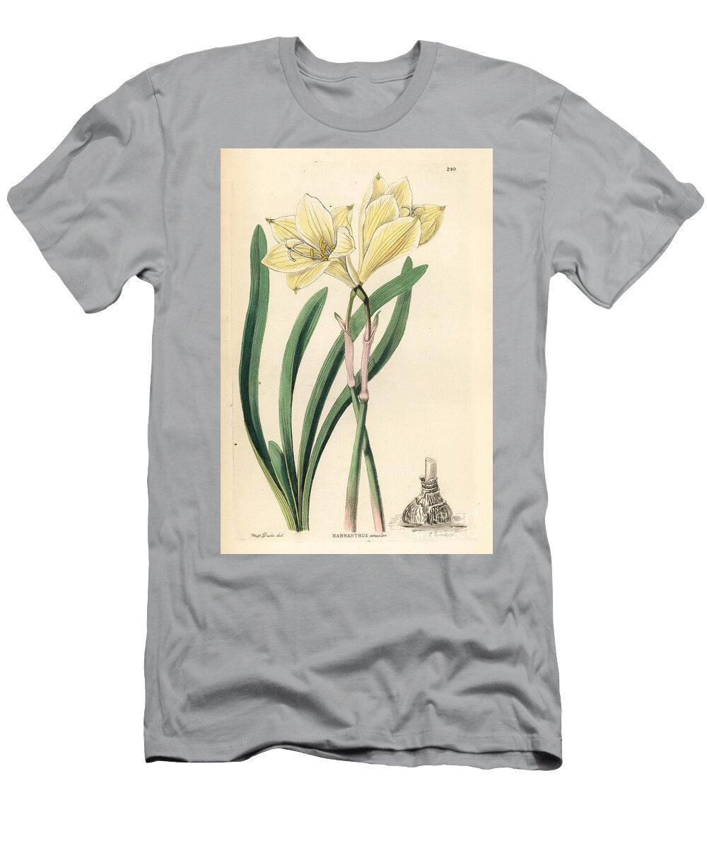 Zephyr Lily Zephyranthes Concolor Whole Coloured Habranth Habranthus Concolor European School T-Shirt